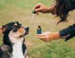 CBD oil for dogs