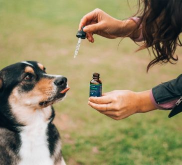 CBD oil for dogs