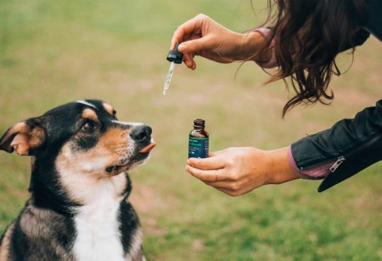 CBD oil for dogs