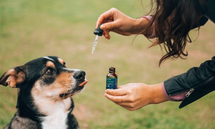 CBD oil for dogs